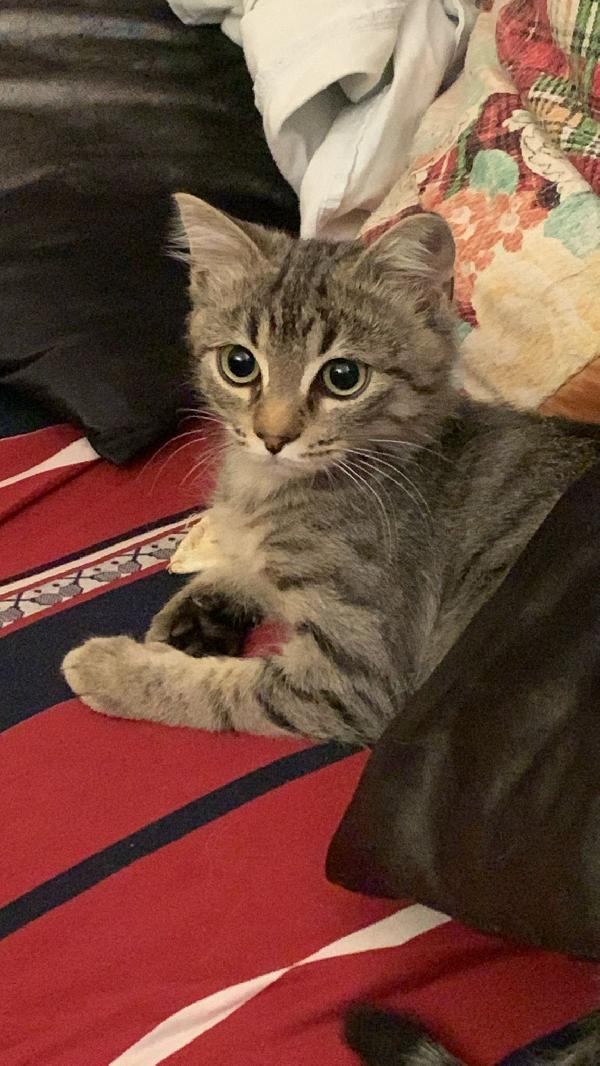 Una mamma per il dolcissimo Loki! Foto 8